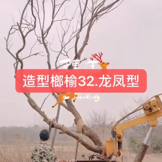 句容市 榔榆，50年成就一棵，32公分，龙凤造型榔榆
