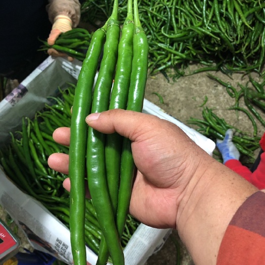 昌宁县 精品辣椒