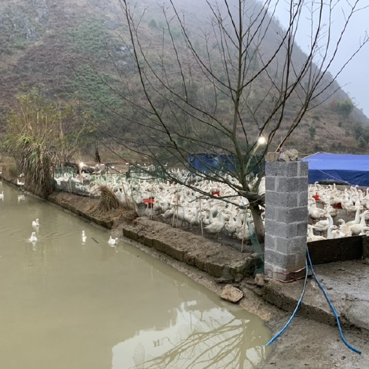 平塘县 800只。100天成鹅 8-10斤。年前处理。油黄肉紧