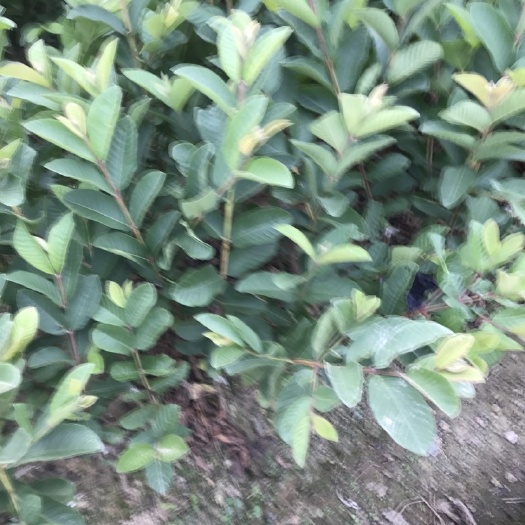 灵山县四季珍珠番石榴苗