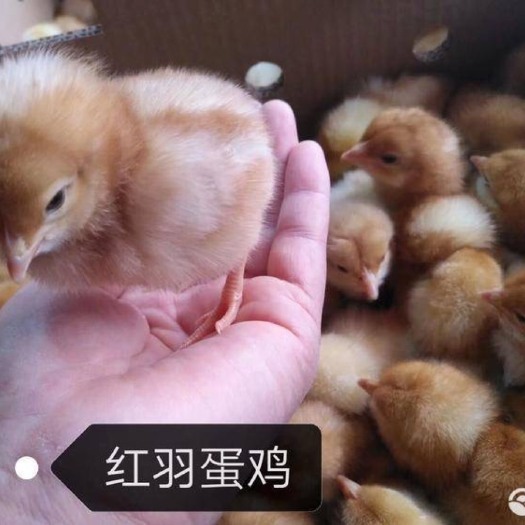 昆明红毛蛋鸡鸡苗 红毛蛋鸡  2斤以下  母