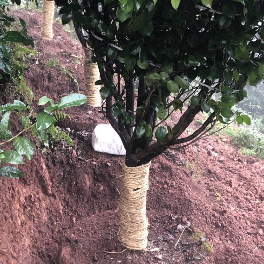 高县茶花树 140cm以上