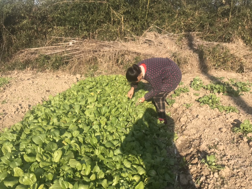 正宗皖南山林散养土鸡老鸡