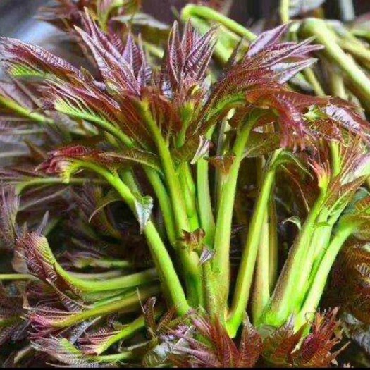 大竹县红油香椿芽 6cm以下