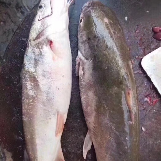 阳江 海底腊肉，赤鱼干