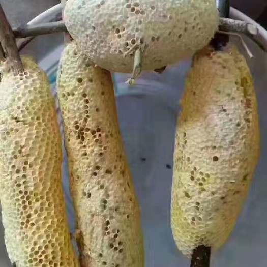 景洪市 老挝百花蜂蜜