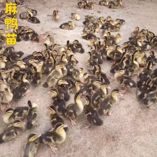 广州 麻鸭苗