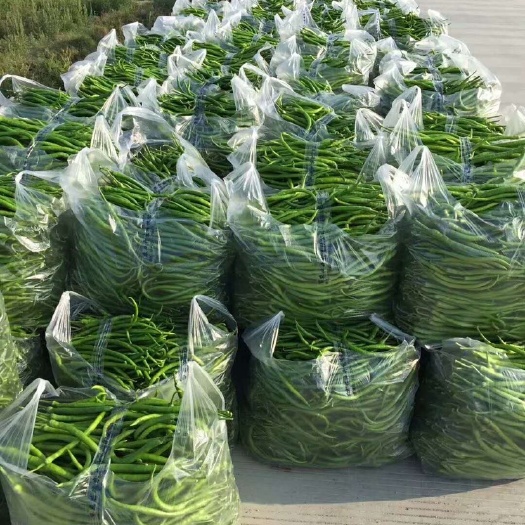 昌宁县L3线椒 20cm以上 中辣 靑色