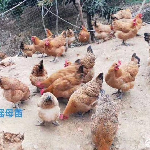 昆明 红瑶鸡苗
