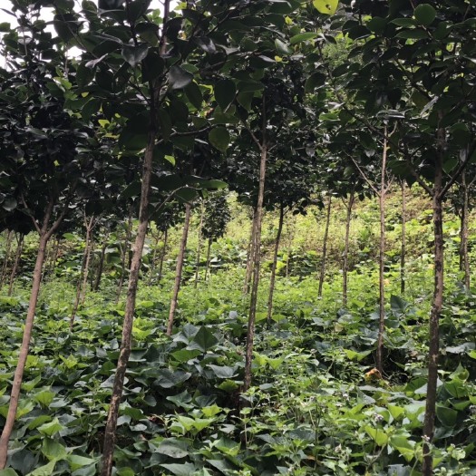 高县茶花树 140cm以上