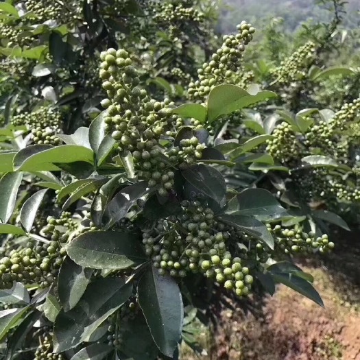 洪雅县九叶青花椒苗