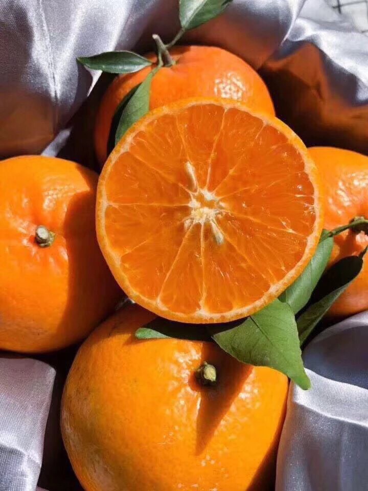 广西武鸣沃柑5斤现摘新鲜!柑橘里最甜的橘子!包邮