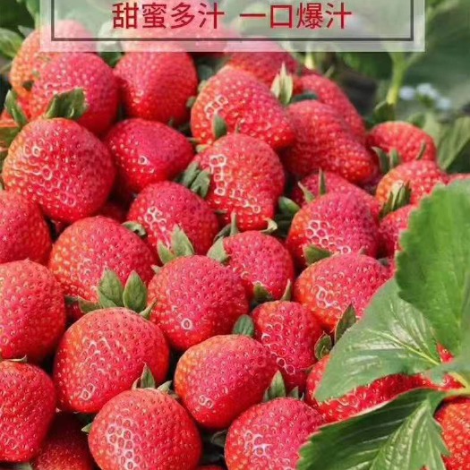 东港市 正宗丹东九九草莓 红润香甜 果汁丰盈 口感偏软