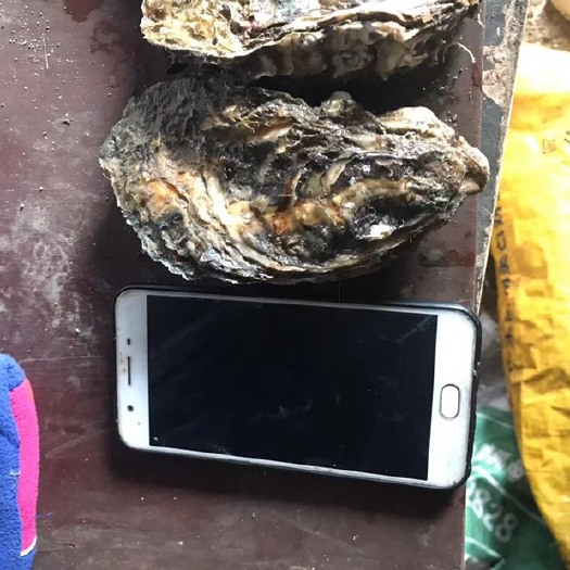 海阳市烟台海阳海蛎 2-3两/只 海水 鲜活水产
