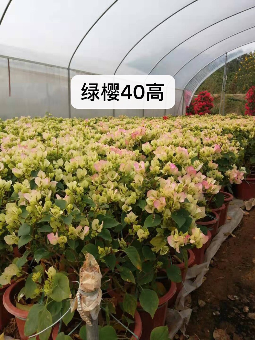 绿樱三角梅 0.2~0.5米