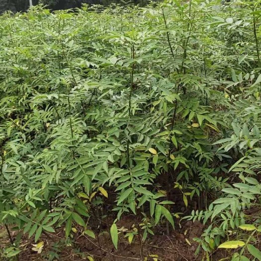 大理市 青花椒苗