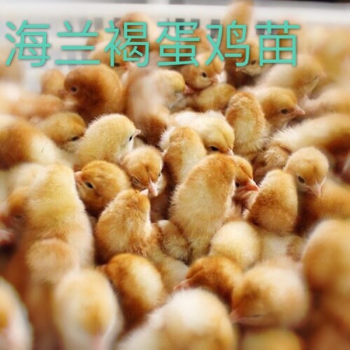 南宁 海兰褐蛋鸡苗 出壳包疫苗 教授养殖技术 诚信经营