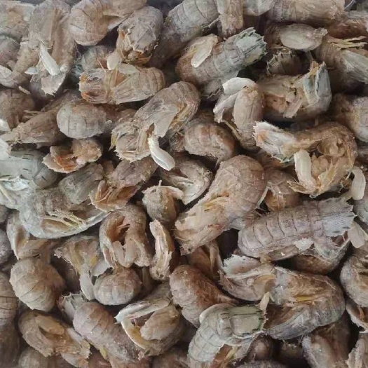 东港市 皮皮虾
