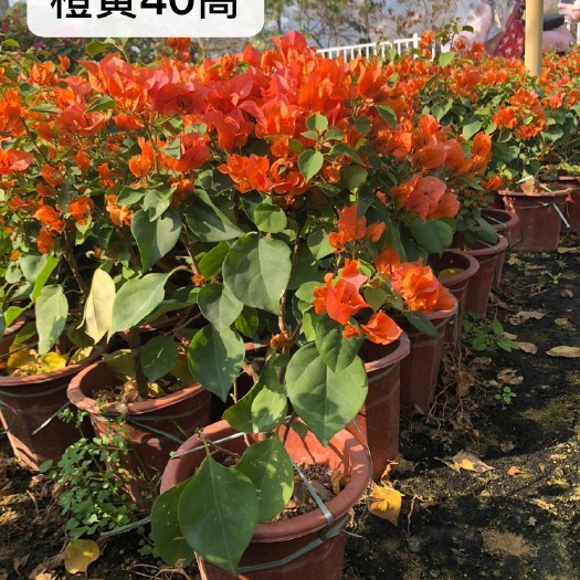 漳州橙红三角梅 0.2~0.5米