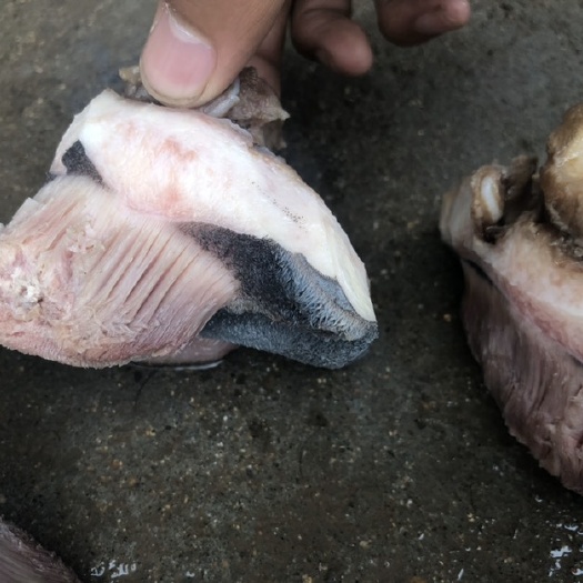 高唐县驴蹄壳 驴蹄