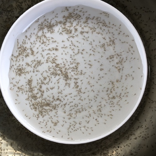 清远 鲈鱼水花苗 开口苗 大量出售