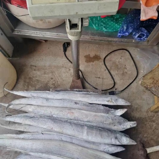 汕尾 汕尾本地带鱼，新鲜捕捉。