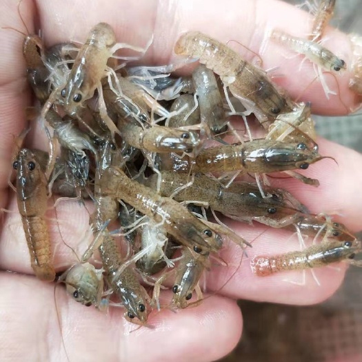 清远澳洲龙虾苗