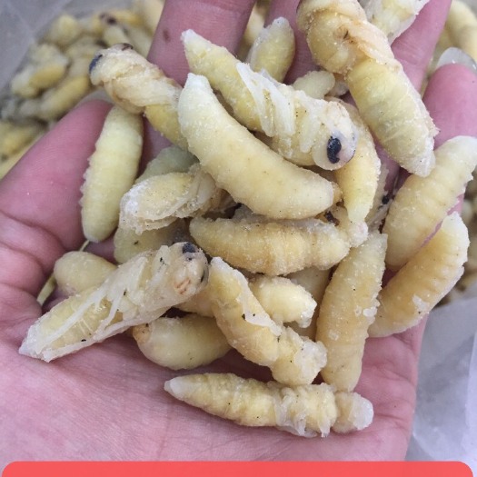 广州土蜂蛹  熟冻金环土蜂大蛹一二级混合 无冰精品金环蜂蛹 虎头蜂蛹