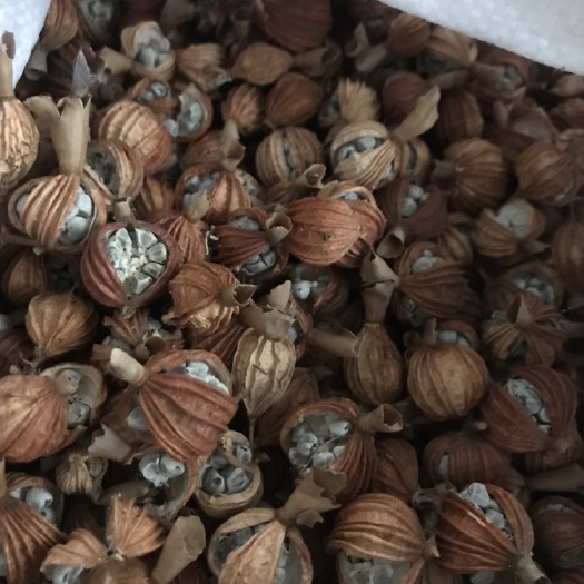 汉源县 出售砂仁