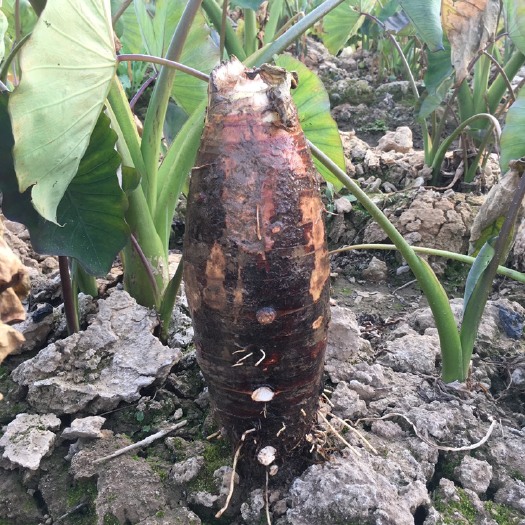 乐昌市水芋头 7cm以上