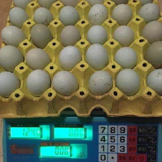 东台市绿壳鸡蛋 食用 箱装