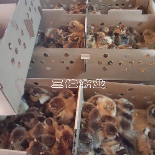 南宁 优质青脚土鸡苗 出壳苗