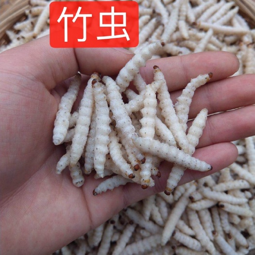 广州精品竹虫 干冻无冰小竹虫 不包冰 无冰衣