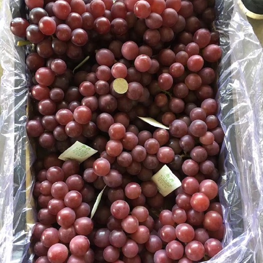 卢龙县 巨峰葡萄
