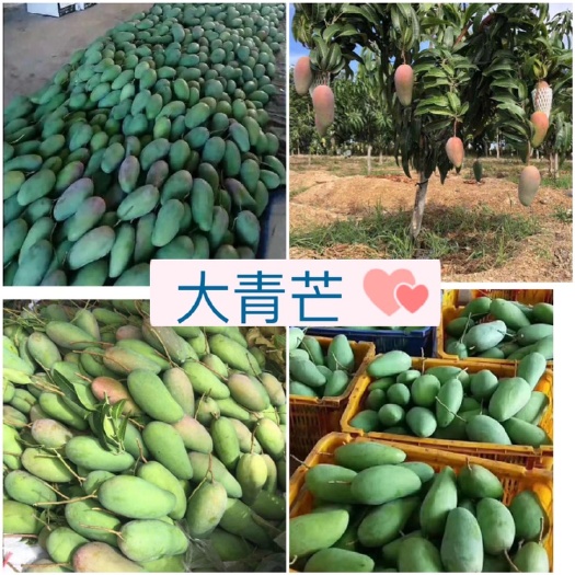 凭祥市大青芒  越南产地直发源头供应 1斤以上 保质保量代发批发代