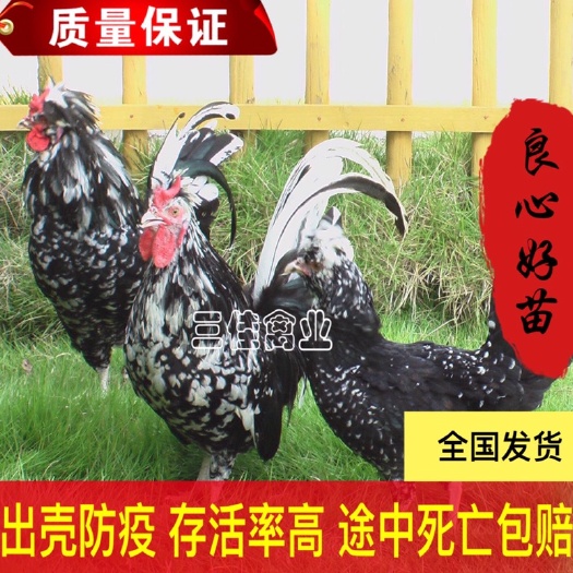 南宁 优质贵妃鸡苗  出壳苗