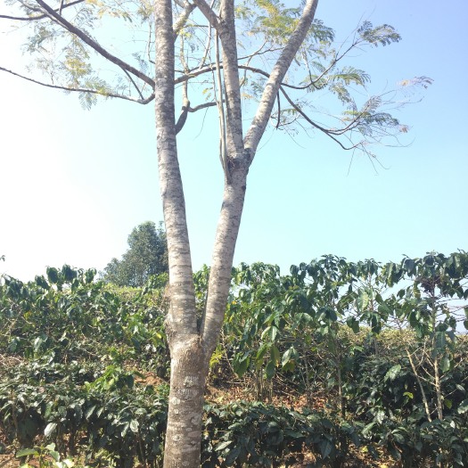 思茅普通蓝花楹 5米以上