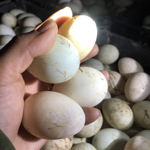 柘城县青皮鸭蛋  35万只鸭妈妈的见证，新鲜初产蛋