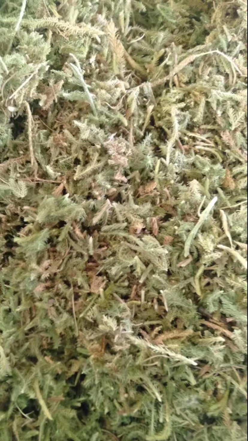 长期供应｛伸筋草｝可批量可零售量大从优【包邮】