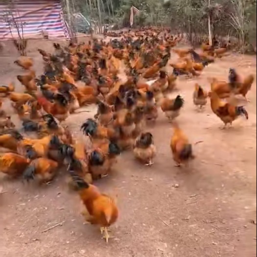 浦北县 凤翔走坡鸡，5-6斤，森林放养，吃草药杂粮，自由放养！老农