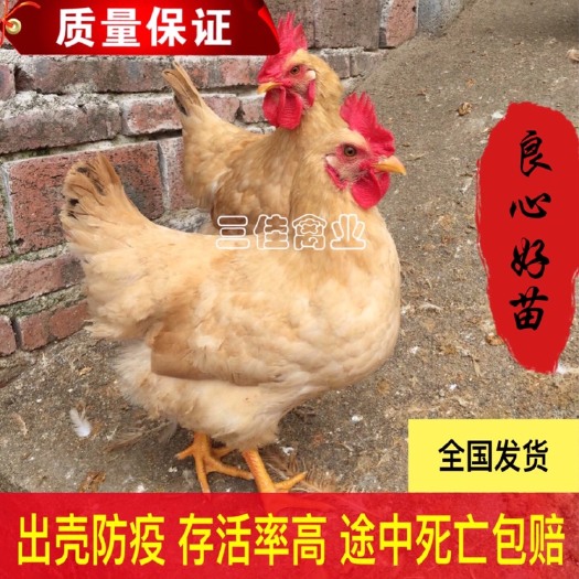 南宁三黄鸡苗 中三黄土1.5大三黄土2 出壳苗