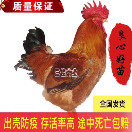 南宁 良凤花鸡苗  出壳苗