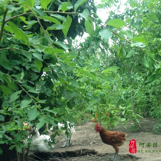 伊春 常年出售小笨鸡，大鹅