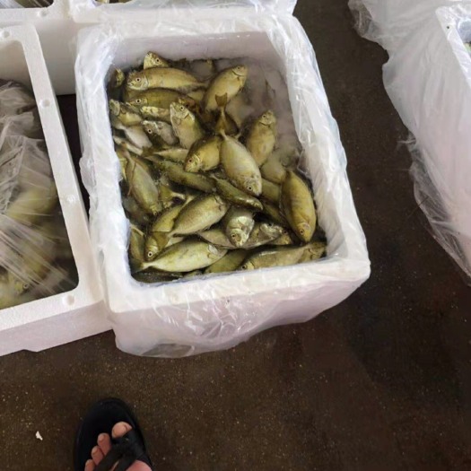 东山县泥猛鱼 人工养殖 0.5公斤以下