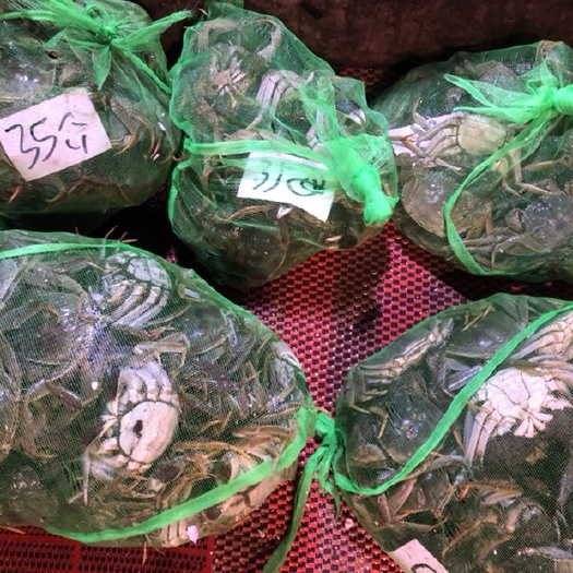 武汉兴化大闸蟹 母蟹 多规格