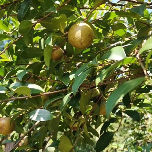 靖州县 茶油 山茶油 今年现榨茶油