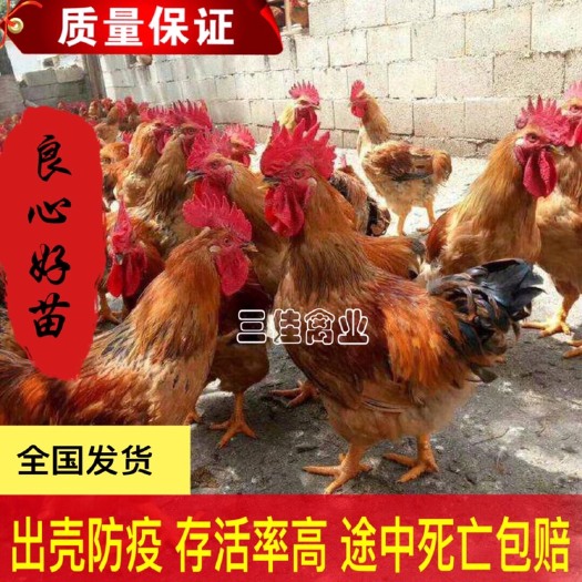 南宁 K9麻黄鸡苗【快大型肉鸡】120天出栏可长9斤左右
