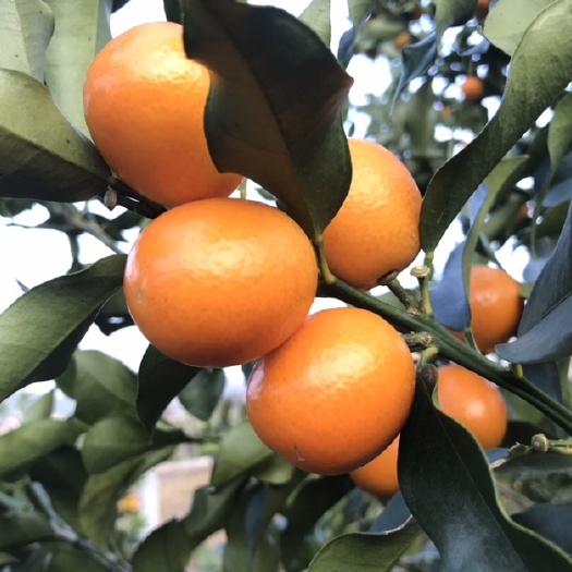 江华县脆皮金桔 2-3cm 1两以下