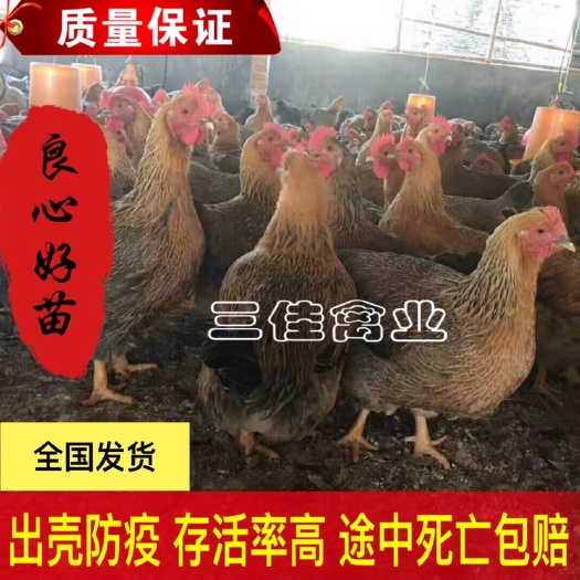 南宁清远麻鸡苗 出壳苗