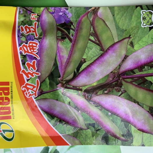 赣州扁豆种子 边红扁豆 极早熟  极易栽培 采摘时间长